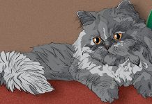 8 Cat Breeds That Love Winter