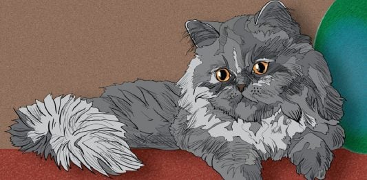 8 Cat Breeds That Love Winter