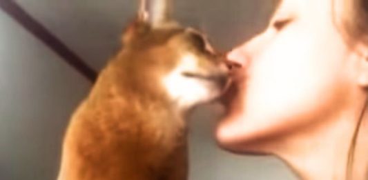 Adorable Cat’s Unique Plea for Cuddles and Kisses Melts Hearts!