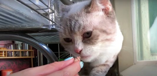 Brave Woman Befriends Cat That Lashed Out at All, Wins Her Trust