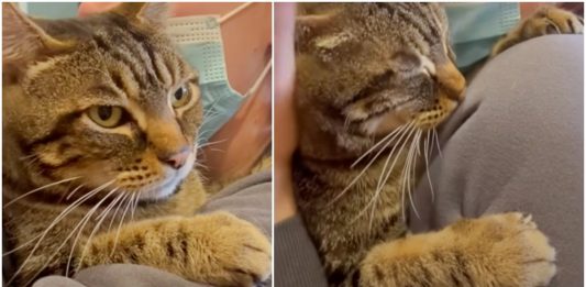 Senior Shelter Cat Chooses Her Human in Heartwarming Encounter