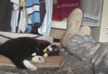 Stray Cat Rescues Soldier, Destiny Unites Them for Life