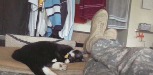 Stray Cat Rescues Soldier, Destiny Unites Them for Life