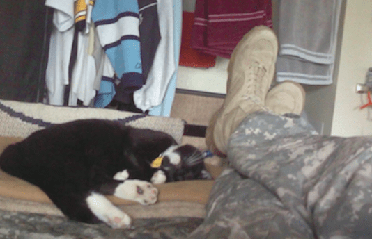 Stray Cat Rescues Soldier, Destiny Unites Them for Life