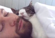 Unlikely Duo: Man and Unique Cat Share Touching Nightly Ritual