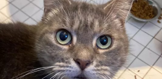 Lost Maine Cat Reunited With Family After 7 Years and a Florida Adventure