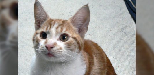 Lost Cat Reunites With Houseboat Family After a Decade’s Adventure