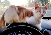 Taco Run Surprise: Man Finds Furry Friend Instead of Food at Drive-Thru