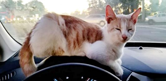 Taco Run Surprise: Man Finds Furry Friend Instead of Food at Drive-Thru