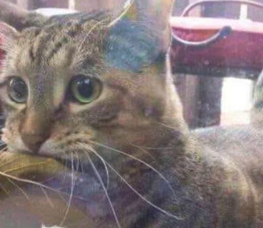 Smart Cat Uses Leaf to Trade for Fish – Shopkeeper’s Heartwarming Response!