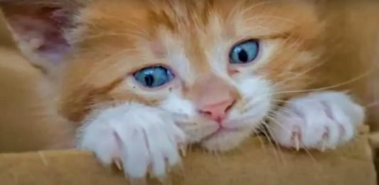 Girl Buys Kitten for $1, Discovers Its Astonishing True Value