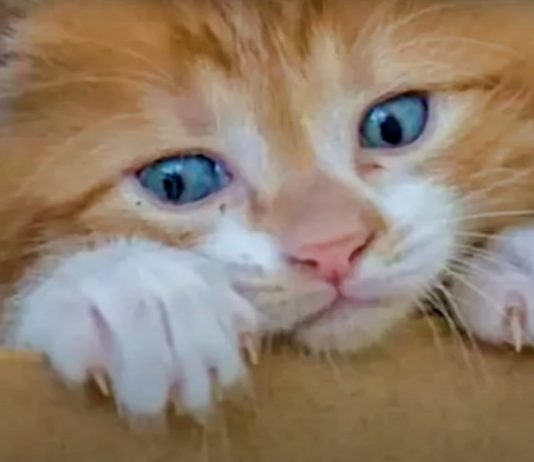 Girl Buys Kitten for $1, Discovers Its Astonishing True Value