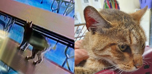 School Closure Caused by ‘Bobcat’ Reveals Uncommon Housecat Instead