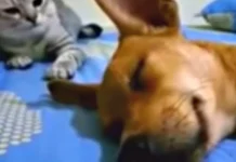 Watch: Sleepy Dog’s Toot & Cat’s Hilarious Rebuttal Takes the Internet by Storm!