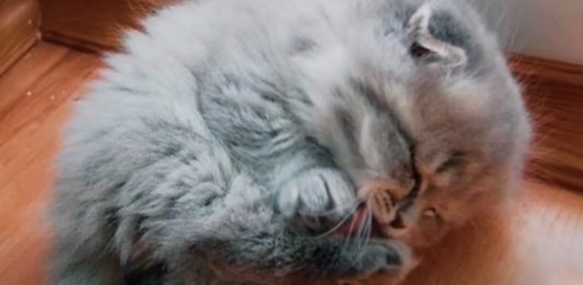 Shocked Owner: My Rescue Kitten’s Unbelievable Transformation!