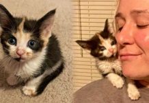 Woman Drives For Days To Rescue a Kitten She Can’t Stop Thinking About