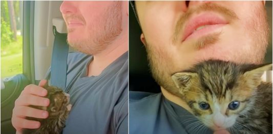 Drive-Thru Surprise: Couple Adopts Tiny Kitten Handed Through Car Window