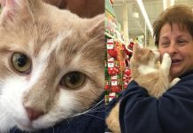 Adorable Rescue Cat Showers Adoptive Mom with Kisses in Heartwarming Celebration
