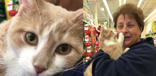 Adorable Rescue Cat Showers Adoptive Mom with Kisses in Heartwarming Celebration