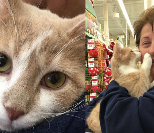 Adorable Rescue Cat Showers Adoptive Mom with Kisses in Heartwarming Celebration