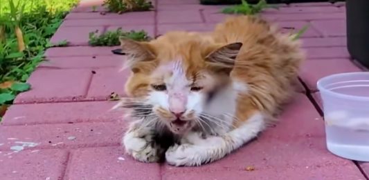 Stray Cat’s Touching Meow Captures Man’s Heart Instantly