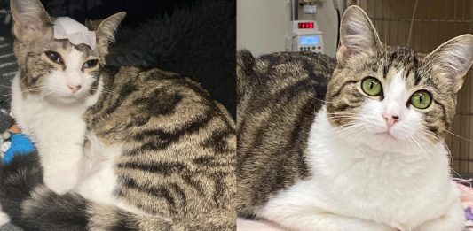 $25K in Brain Surgeries for Cat, Her Value to Family Priceless