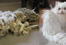 Sinbad’s Journey: From 5 Lbs of Neglect to Loved Survivor