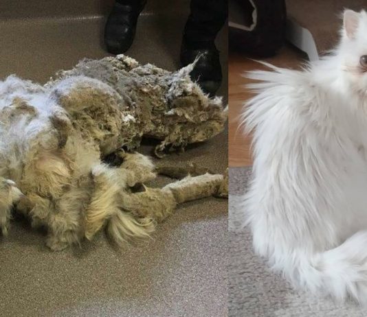 Sinbad’s Journey: From 5 Lbs of Neglect to Loved Survivor