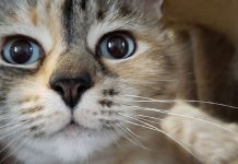 Cat Found 8 Years Later, Crosses States for Heartwarming TN Reunion!