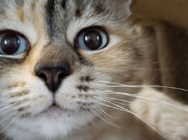 Thor the bengal cat price clearance