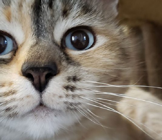Cat Found 8 Years Later, Crosses States for Heartwarming TN Reunion!