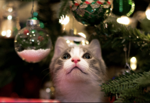 The Ultimate iHeartCats Holiday Gift Guide For Cat Lovers